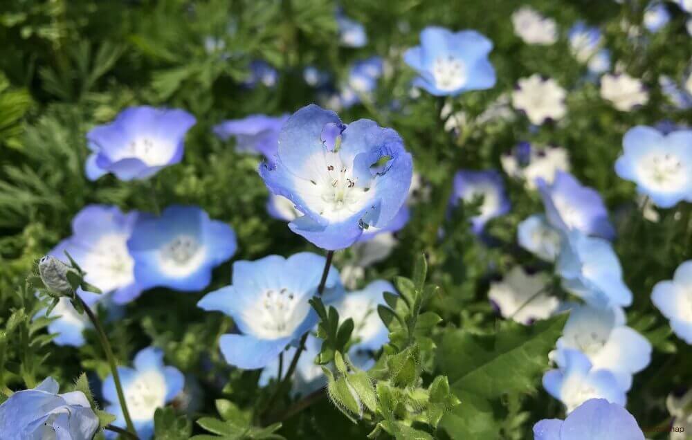 【岩倉店】いよいよ見頃！東海の絶景ネモフィラ花畑５選　